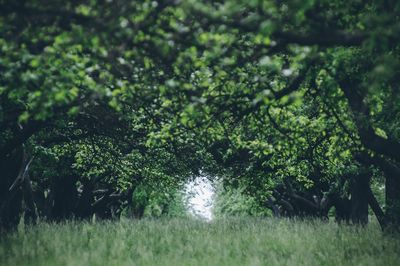 Trees growing on grassy field