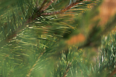 Close-up of crops growing on field