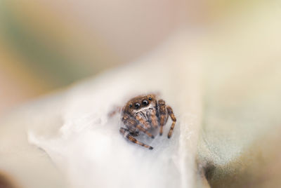 Close-up of jumping spider on the nest 