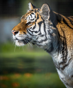 Close-up of tiger