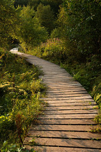 Empty footpath in forest