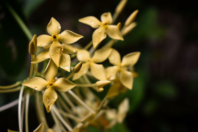 Wet small yellow indian flower blooming.