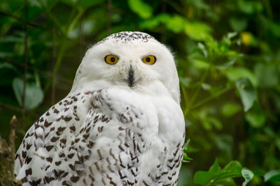 Close-up portrait of owl