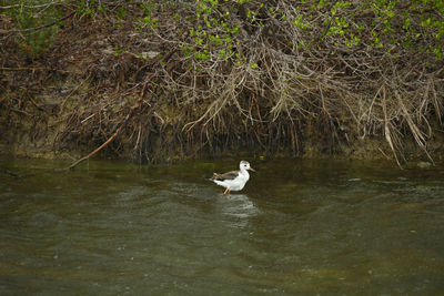 Ducks swimming in lake