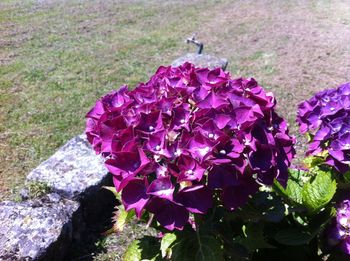 Close-up of purple flowers blooming outdoors