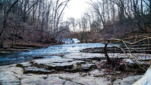 River amidst bare trees in forest