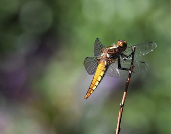 Close-up of dragonfly on twig