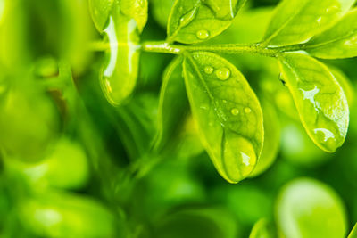 green