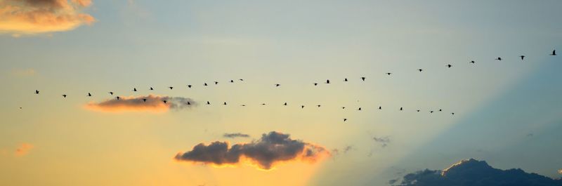 Low angle view of silhouette birds flying against sky