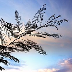 Low angle view of tree against sky