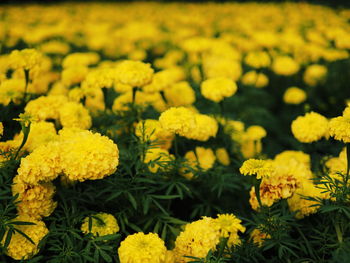 Close-up of yellow flowers blooming outdoors