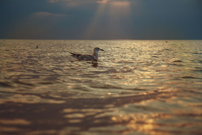 View of duck swimming in sea