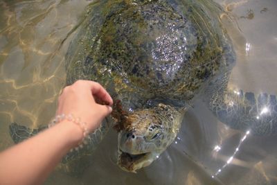 Cropped image of hand feeding fish in sea