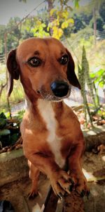 Close-up portrait of dog sitting on tree