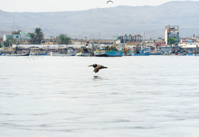 Bird flying over sea