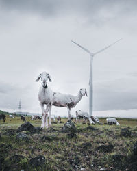 Tow sheeps looking at camera, windmill in the background