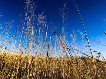 Low angle view of tall grass on field against blue sky