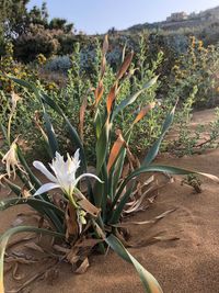 Close-up of flowering plant on field