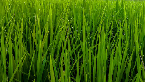 Full frame shot of wheat field