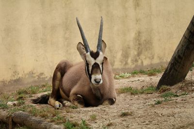 Oryx relaxing on field at zoo