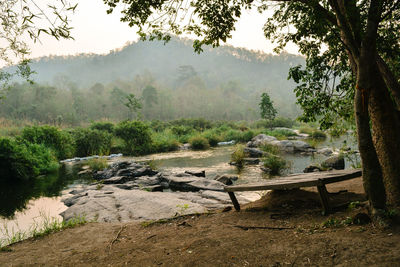 Scenic view of forest