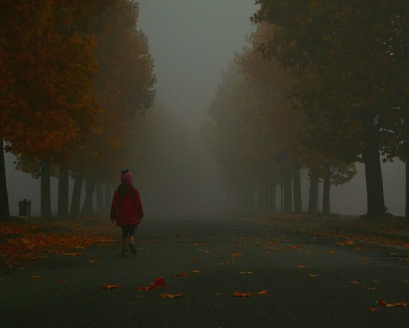 REAR VIEW OF A BOY WALKING ON TREE