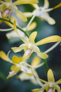 Close-up of yellow flower