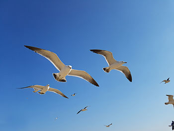 Low angle view of seagulls flying against clear sky