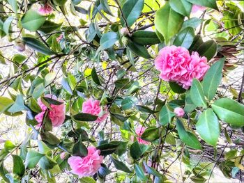 Close-up of pink flowering plant