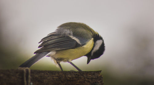 Close-up of bird perching outdoors