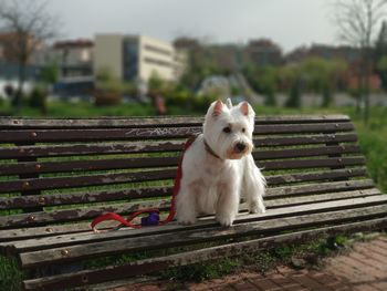 Portrait of dog sitting on bench