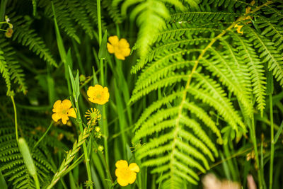 Close-up of yellow flowering plant