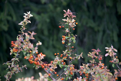 Close-up of flowers against blurred background