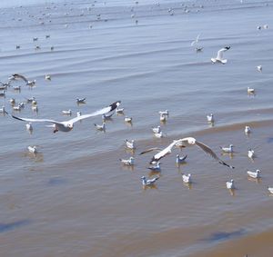 Seagulls flying over lake