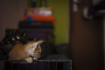 Kitten resting on table at home