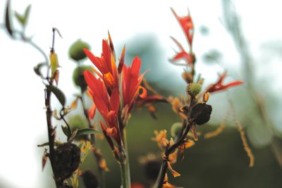 Close-up of flowering plant