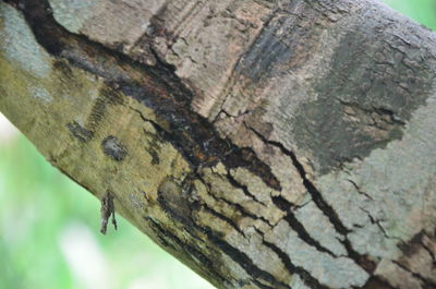 Close-up of lizard on tree trunk