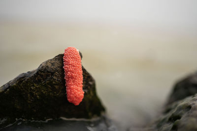 Close-up of lizard on rock