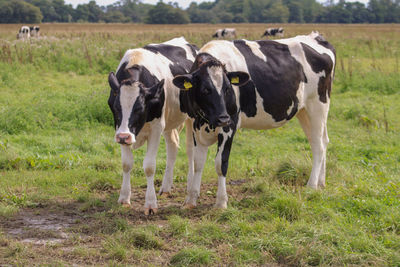 Cows standing in field