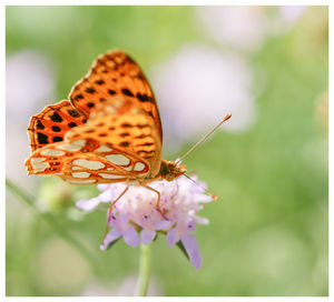 Close-up of butterfly pollinating on flower