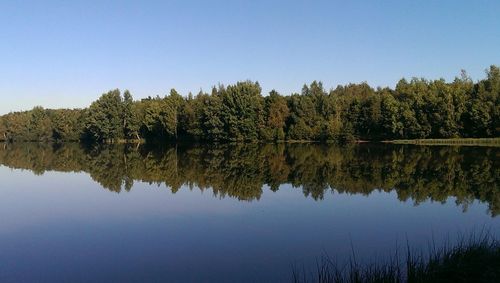 Reflection of trees in calm lake