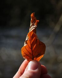 Close-up of hand holding maple leaf