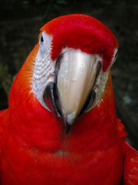 Close-up of a bird