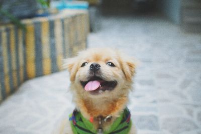 Close-up portrait of a dog