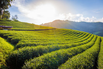 Scenic view of agricultural field against sky