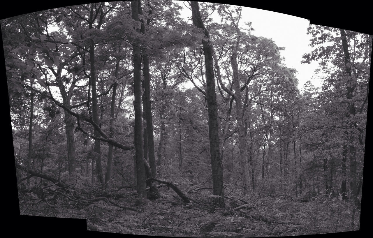 tree, forest, transfer print, tree trunk, tranquility, woodland, auto post production filter, branch, nature, growth, tranquil scene, low angle view, bare tree, beauty in nature, scenics, day, non-urban scene, no people, outdoors, sky