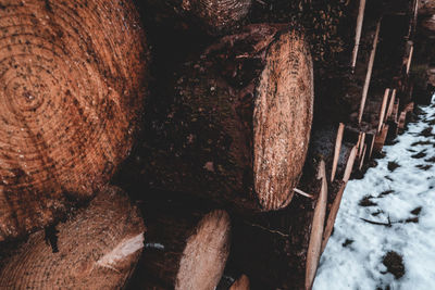 Close-up of snow on log in forest during winter