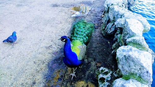 High angle view of peacock perching on rock