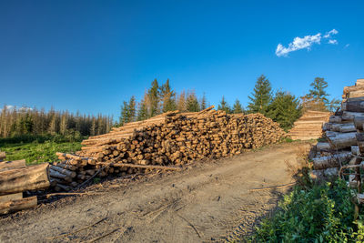 Stack of logs on field in forest against blue sky