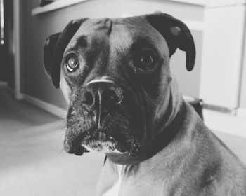 Close-up portrait of dog